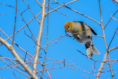 Durbec des sapins / Pine Grosbeak (Pinicola enucleator)