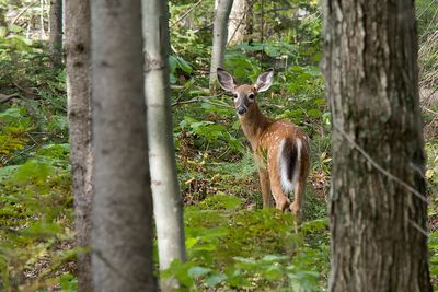 Cerf de Virginie / White-tailed Deer (Odocoileus virginianus)