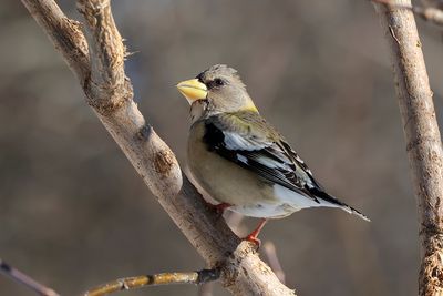 Gros-bec errant / Evening Grosbeak female (Cocothraustes vespertinus)