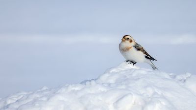 Plectrophane des neiges / Snow Bunting (Plectrophenax nivalis)