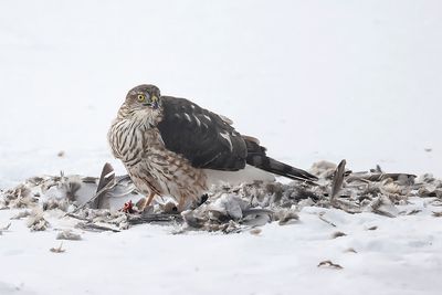 Épervier de Cooper / Cooper's Hawk (Accipiter cooperii)