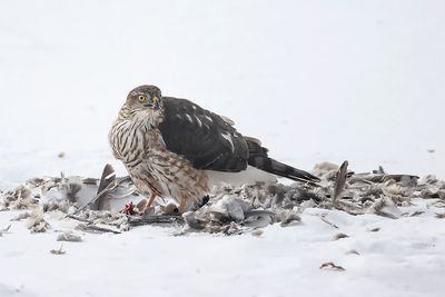 pervier de Cooper / Cooper's Hawk (Accipiter cooperii)