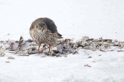 Épervier de Cooper / Cooper's Hawk (Accipiter cooperii)
