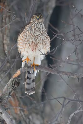 pervier de Cooper / Cooper's Hawk (Accipiter cooperii)