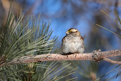 Bruant  gorge blanche / White-throated Sparrow  (Zonotrichia albicollis)