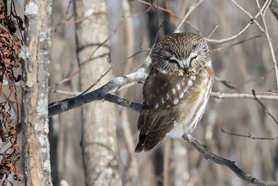 Petite nyctale / Northern Saw-whet Owl (Aegolius acadicus)