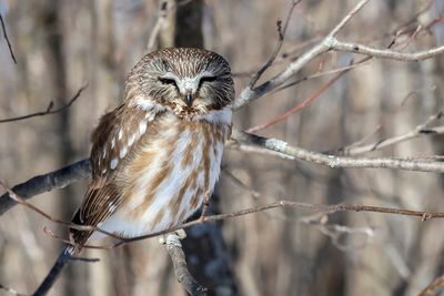 Petite nyctale / Northern Saw-whet Owl (Aegolius acadicus)