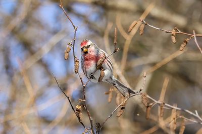 Sizerin flammé / Common Redpoll (Carduelis flammea)