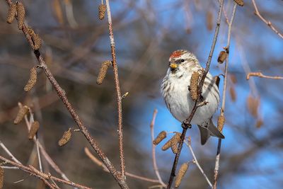 Sizerin flammé / Common Redpoll (Carduelis flammea)