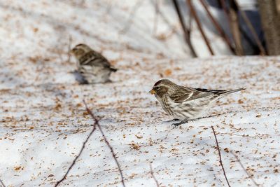 Sizerin flammé / Common Redpoll (Carduelis flammea)