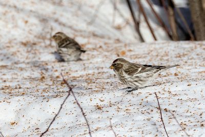 Sizerin flamm / Common Redpoll (Carduelis flammea)