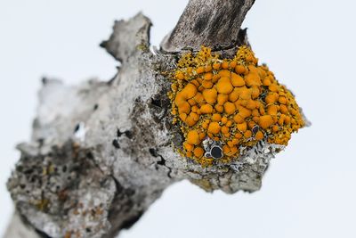 Parmlie des murailles / Common Sunburst Lichen (Xanthoria parietina)