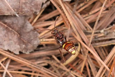 Abeille coucou / Cuckoo Bee (Nomada gracilis)