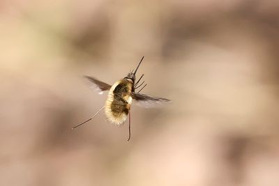 Grand bombyle / Greater Bee Fly (Bombylius major)