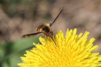 Grand bombyle / Greater Bee Fly (Bombylius major)