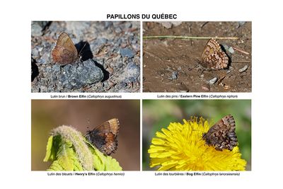 4 espèces de lutins / 4 Elfins