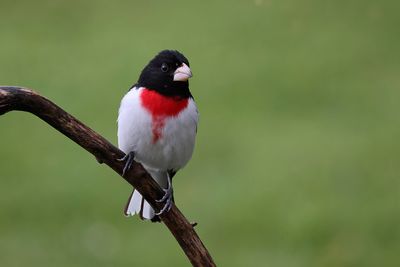 Cardinal  poitrine rose / Rose-breasted Grosbeak (Pheucticus ludovicianus)