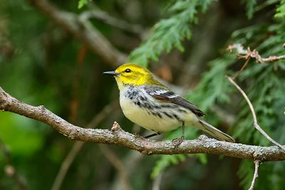 Paruline à gorge noire / Black-throated Green Warbler (Dendroica virens)