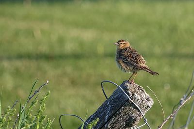 Goglu des prés / Bobolink female (Dolichonyx oryzivorus)