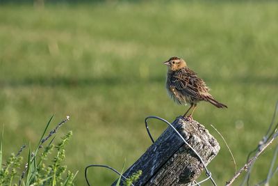 Goglu des prs / Bobolink female (Dolichonyx oryzivorus)