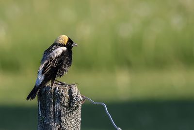 Goglu des prs / Bobolink male (Dolichonyx oryzivorus)