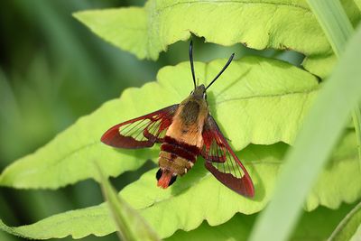 Sphinx colibri / Hummingbird Clearwing (Hemaris thysbe)
