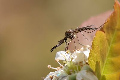 Moustique / Mosquito male (Anopheles sp.) ??