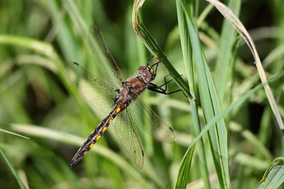 pithque canine / Beaverpond Baskettail (Epitheca canis)