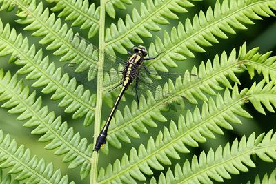 Gomphe fraternel / Midlland Clubtail male (Gomphus fraternus)