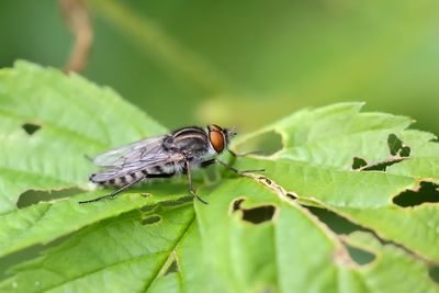 Mouche stiletto / Stiletto Fly (Thereva frontalis)