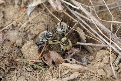 Abeille cellophane / Unequal Cellophane Bee (Collectes inaequalis)