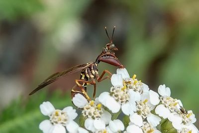 Mantispide brun / Brownish Mantisfly (Climaciella brunnea)