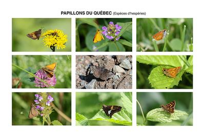 9 hespéridés du Québec (Verso) / 9 skippers from Quebec (Back)