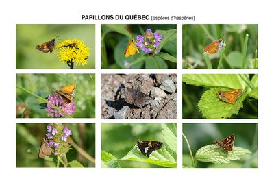 9 hesprids du Qubec (Verso) / 9 skippers from Quebec (Back)