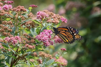 Monarque / Monarch (Danaus plexippus)