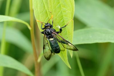 Tendrde de l'orme / Elm Sawfly (Cimbex americana)