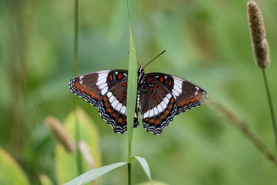 Amiral / White Admiral (Limenitis arthemis)