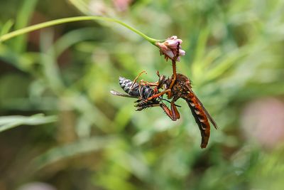 Mouche asilide (Diogmites basalis) et gupe / Robber Fly and wasp