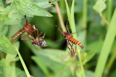 Mouches asilides / Robber Flies (Diogmites basalis)