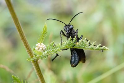 Grand sphex noir / Great Black Wasp (Sphex pennsylvanicus)