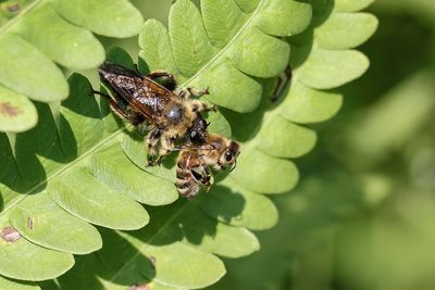 Mouche avec abeille / Robber Fly with bee (Laphria sacrator)