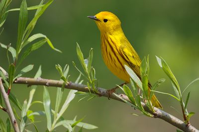 Paruline jaune / Yellow Warbler (Dendroica petechia) 