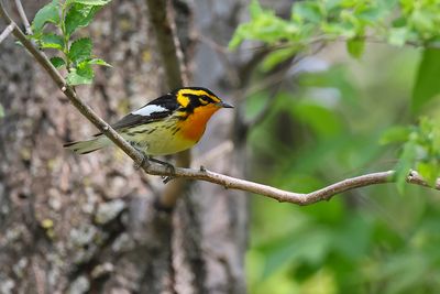 Paruline  gorge orange / Blackburnian Warbler male (Dendroica fusca) 