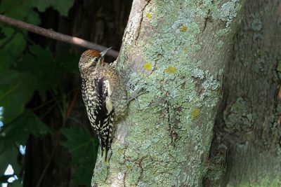 Pic maculé / Yellow-bellied Sapsucker (Sphyrapicus varius)