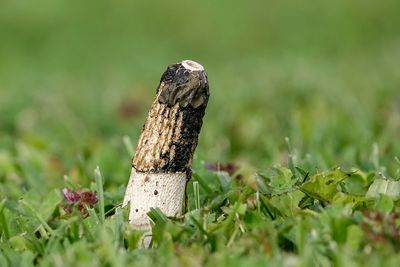 Satyre puant / Common Stinkhorn (Phallus impudicus)