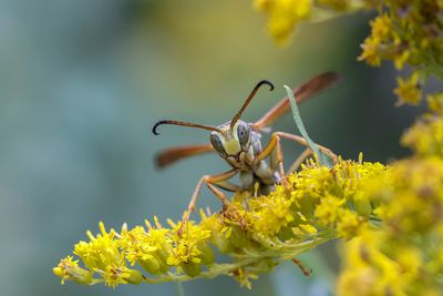 Guêpe à papier ou guêpe poliste / Northern Paper Wasp (Polistes fuscatus)