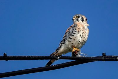 Crécerelle d'Amérique / American Kestrel (Falco sparverius)