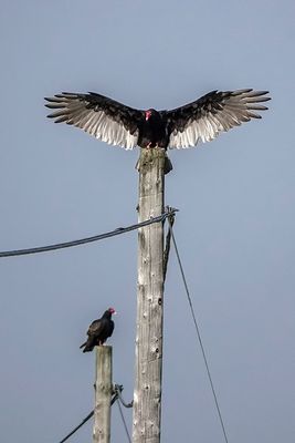 Urubu  tte rouge / Turkey Vulture (Cathartes aura)