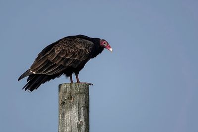 Urubu  tte rouge / Turkey Vulture (Cathartes aura)