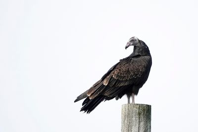 Urubu  tte rouge / Turkey Vulture (Cathartes aura)